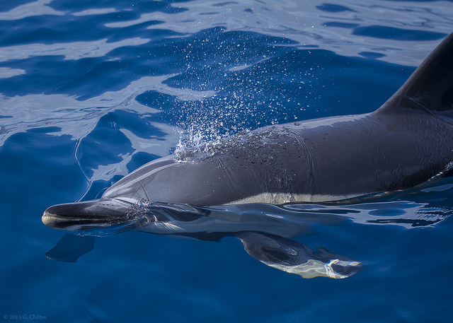 V okolí ostrova Madeira možno vidieť mnoho delfínov