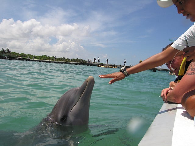 Predstavenie s delfínmi v Cancúne