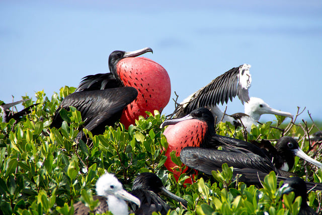 Na ostrove Barbuda sa nachádza jedna z najväčších vtáčích rezervácií na svete.