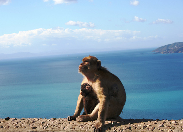 V tejto oblasti sa voľne pohybujú opice makak magot