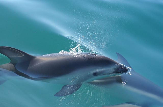 Pozorovanie delfínov v priezračnej vode