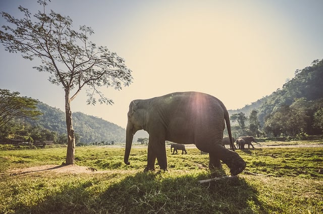 Slony v Thajsku