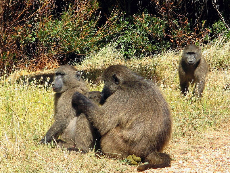 Zvieratá v Krugerovom národnom parku