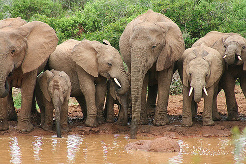 Slony v Addo Elephant National Park