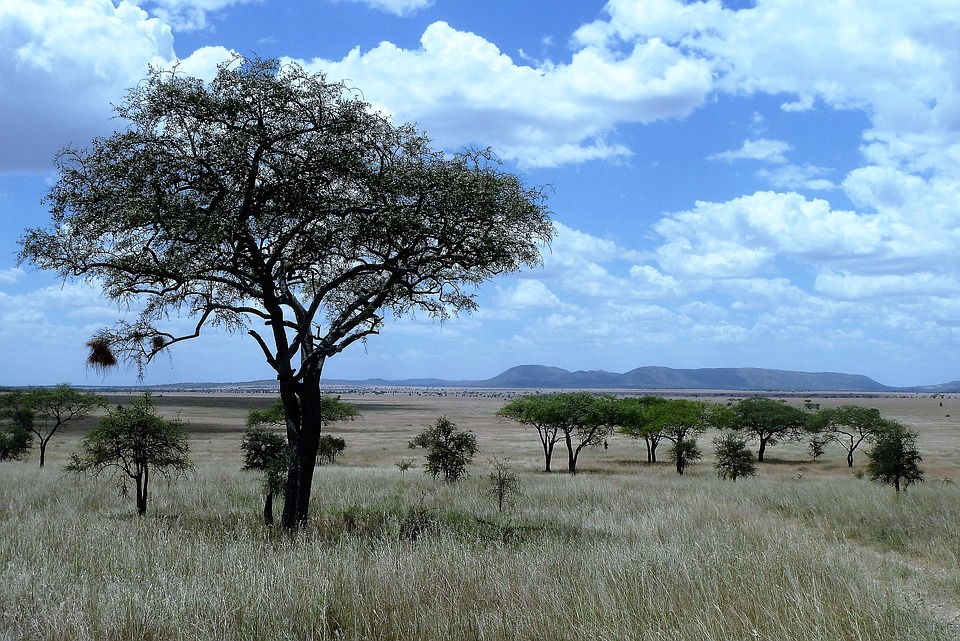 Národný park Serengeti