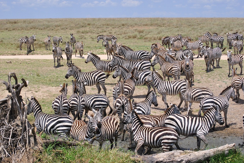 Stádo zebier v národnom parku