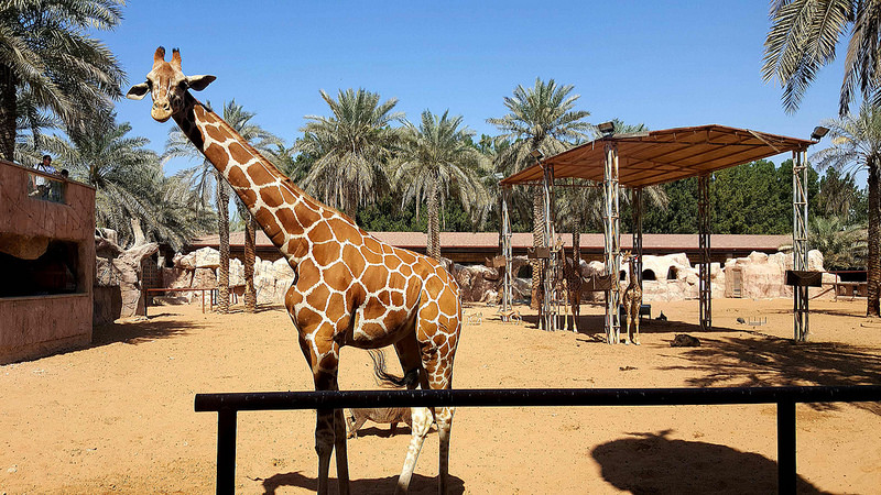 Žirafy v Emirates Park Zoo