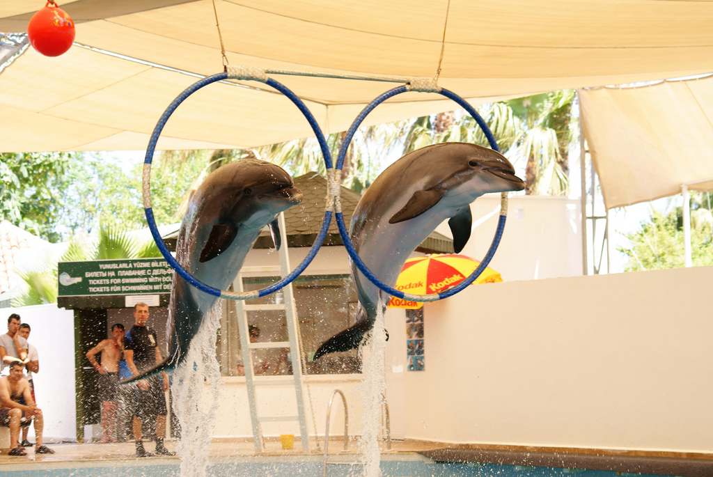 Predstavenie s delfínmi