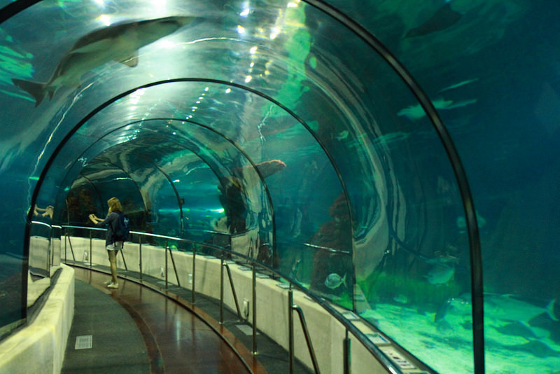 Španielsky štadión Nou Camp



L'Aquàrium

Akvárium v Barcelone patrí k najväčším európskym akváriám. Atrakcie ako 80 metrový tunel s plávajúcimi žralokmi či interaktívne centrum na troch poschodiach zaujme všetky vekové kategórie. Poskytuje domov okolo 11 000 zvierat, 450 rôznym druhom. Je to významné vzdelávacie centrum, čo sa týka Stredozemného mora.

Cena vstupného: dospelý 16,50 EUR, dieťa do 12 rokov 11,50 EUR


Jedno z najväčších akvárií v Európe L'Aquàrium