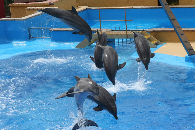 Predstavenie s delfínmi v Marinelande