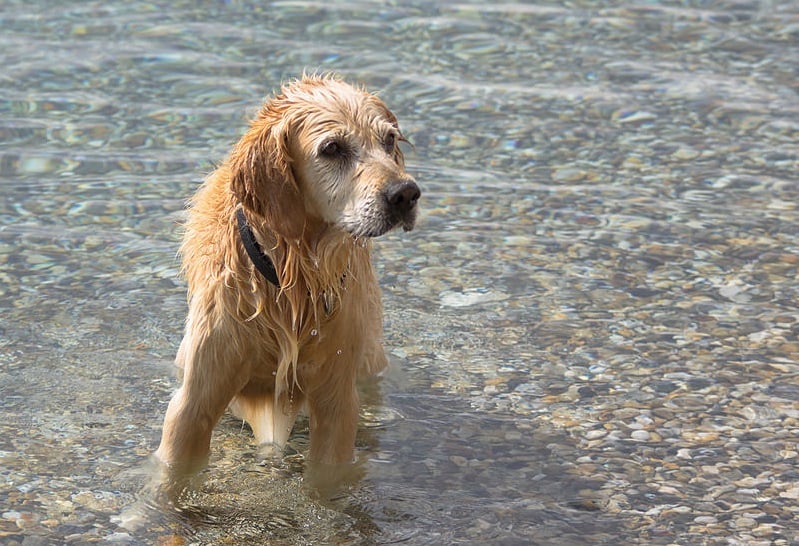 Pre milovníkov psov – pláž Podvorska