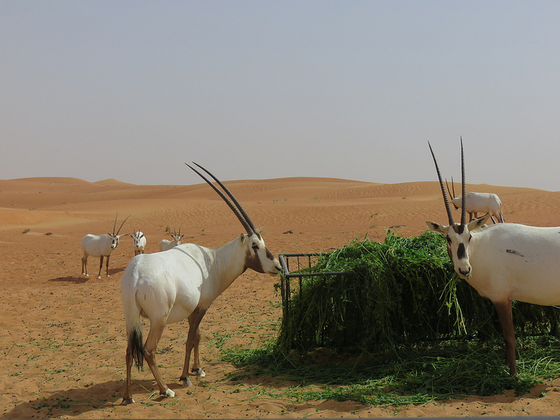 Oryx arabský v The Dubai Desert Conservation Reserve