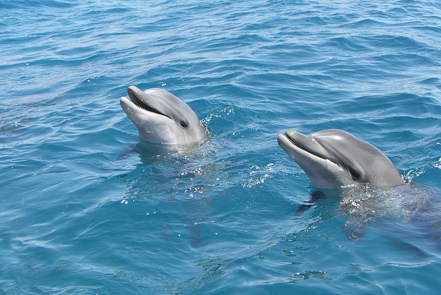 Zálivy pri Eilate sa stali domovom delfínov