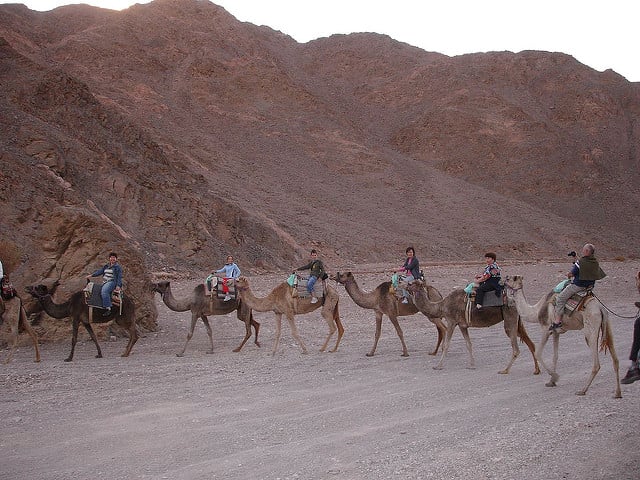 Výlet na ťavách do Negevskej púšte
