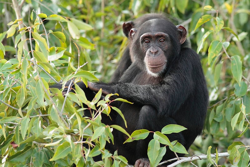 River Gambia National Park obývajú hlavne šimpanzy