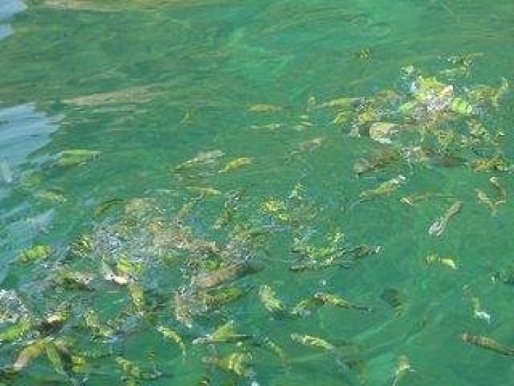 Mook Lamai Resort & Spa