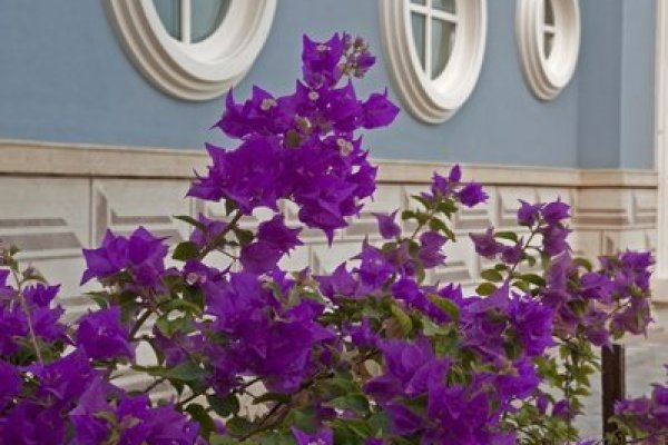La Maison Bleue