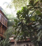 Riad Flam