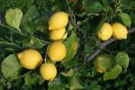Il Limoneto - Azienda Agrituristica recenzie