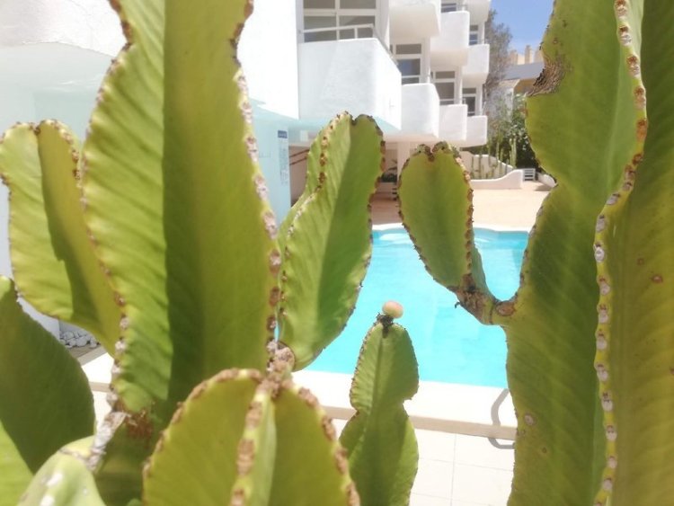 Ibiza
