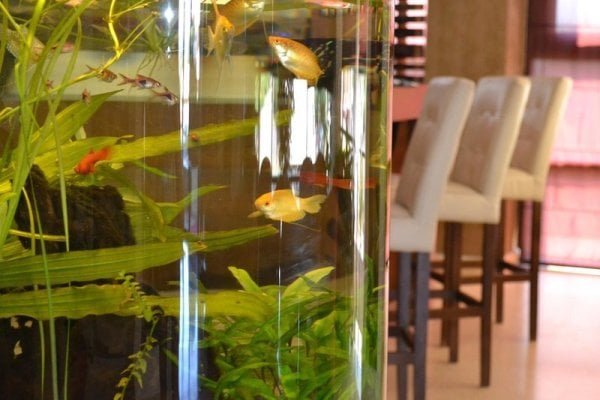 Phoenicia Comfort