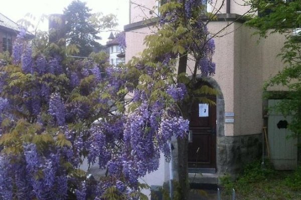 Garden Studio Apartment Zürichberg