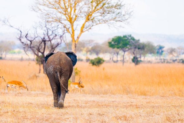 Poznávací zájazd Tanzánia a Zanzibar: Zážitok na safari a ostrov korenia