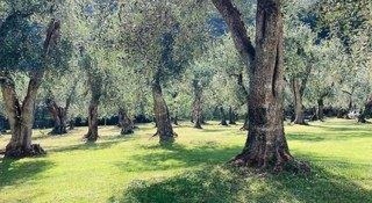 Hotel Garni Orchidea