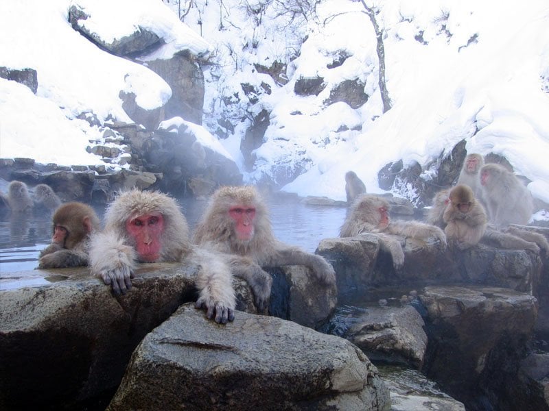 Monkey Parque