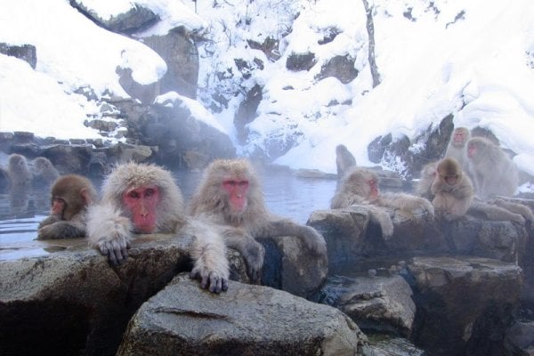 Monkey Parque