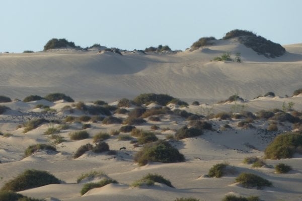 Duny v Corralejo