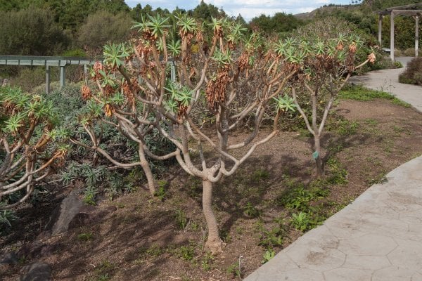 Jardín Botánico Canario Viera y Clavio