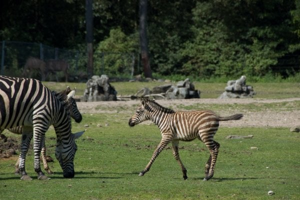 Safari Zoo