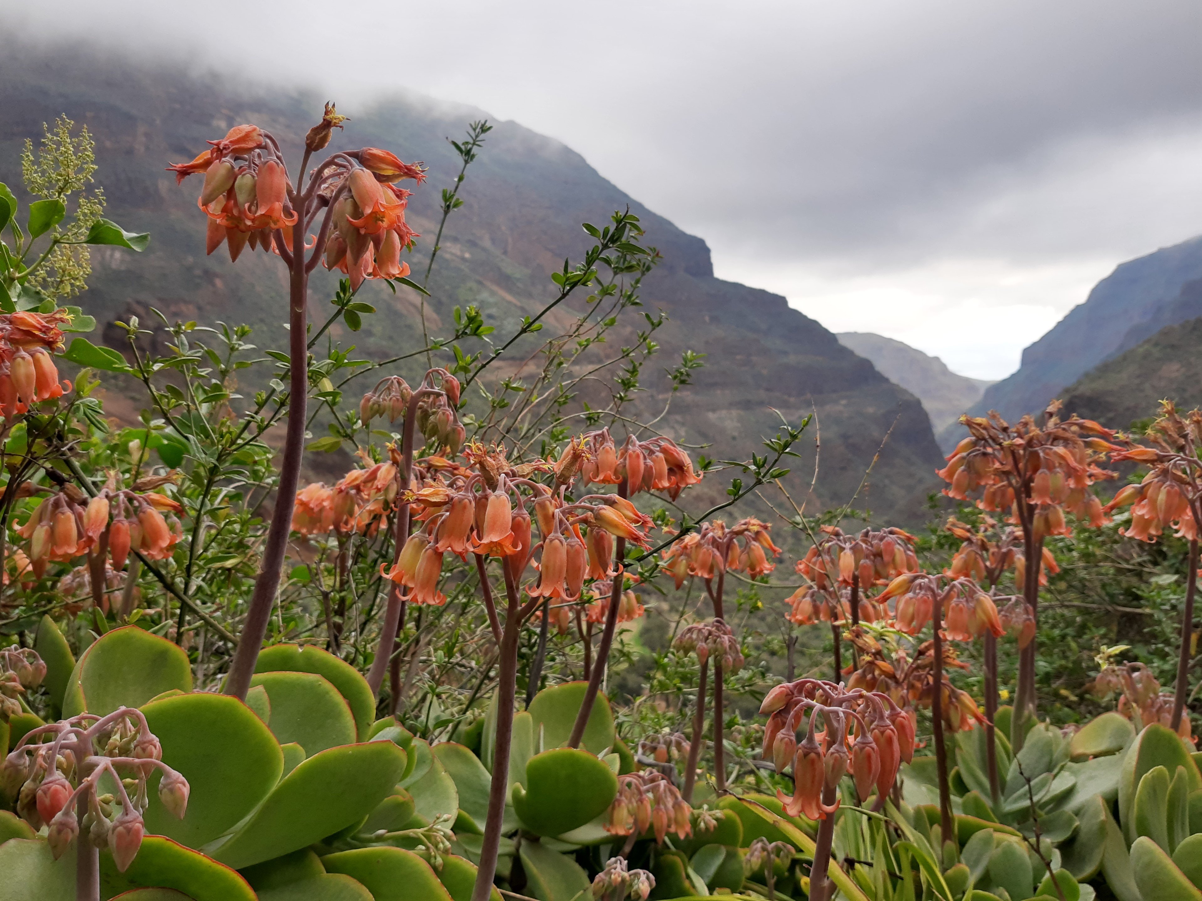 Guayadeque Valley
