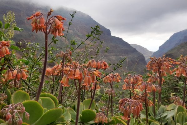 Guayadeque Valley