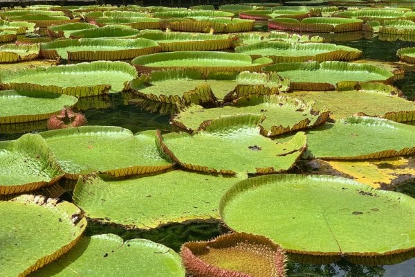 Pamplemousses Botanical Garden
