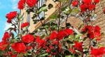 Hotel La Cartiera  Vignola Village Resort recenzie