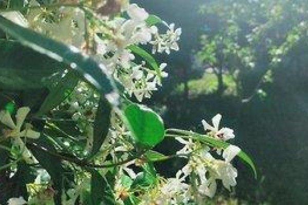Il Gelso Di Sofia Tortoreto Lido B&B
