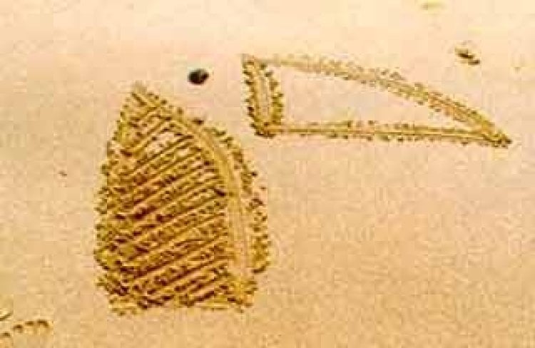 Chryssi Akti & Paradise Beach