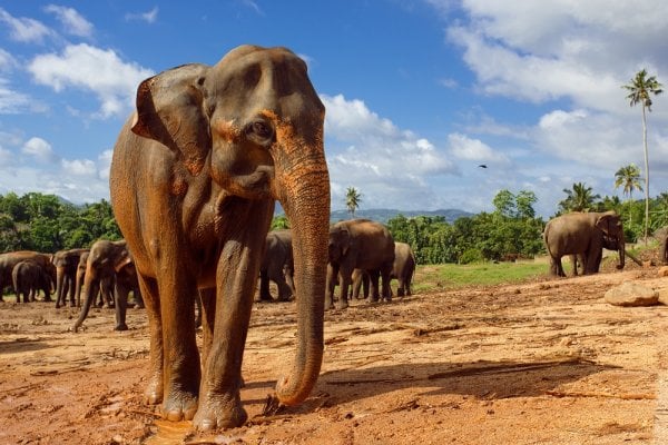 Poznávací zájazd Srí Lanka: To najkrajšie z ostrova vrátane safari a jazdy vlakom