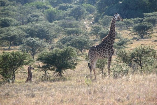 Bukela Game Lodge