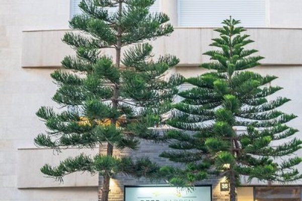 Olive Beer Garden Hotel