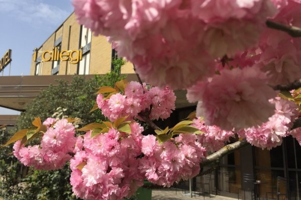 Hotel i Ciliegi