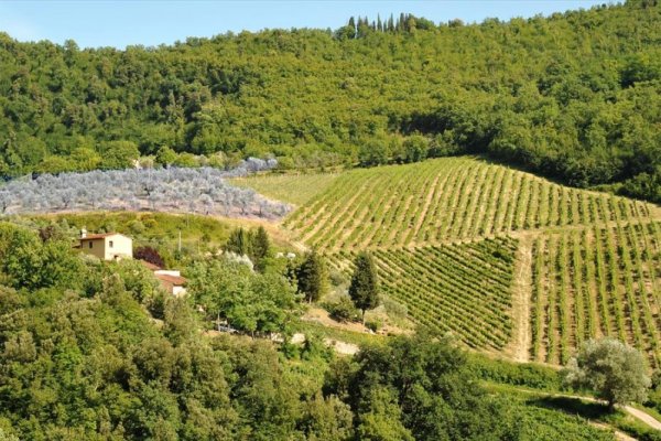 Komplex Fattoria Di Castigliochio