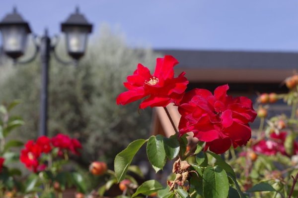 Los Olivos