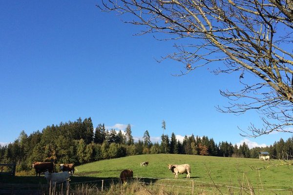Gasthof Gfrerer Lipp