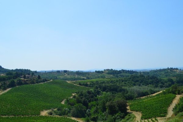 Fattoria il Bacio
