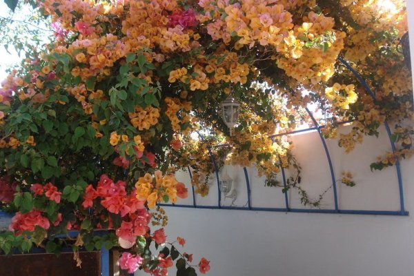 Riad Marlinea