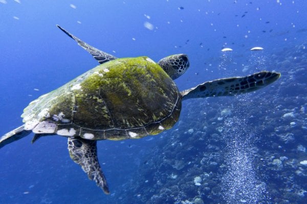 Francúzska Polynézia: Tahiti, Bora Bora, Raiatea, Moorea, Huahine, Tahaa