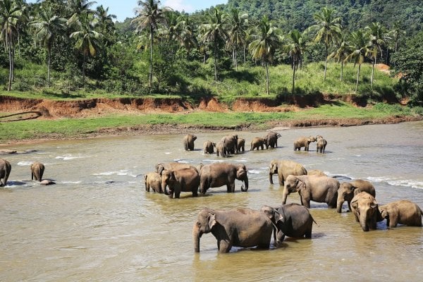 Srí Lanka: To najkrajšie z ostrova vrátane safari a jazdy vlakom - Pláž